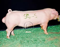 Landrace Winners